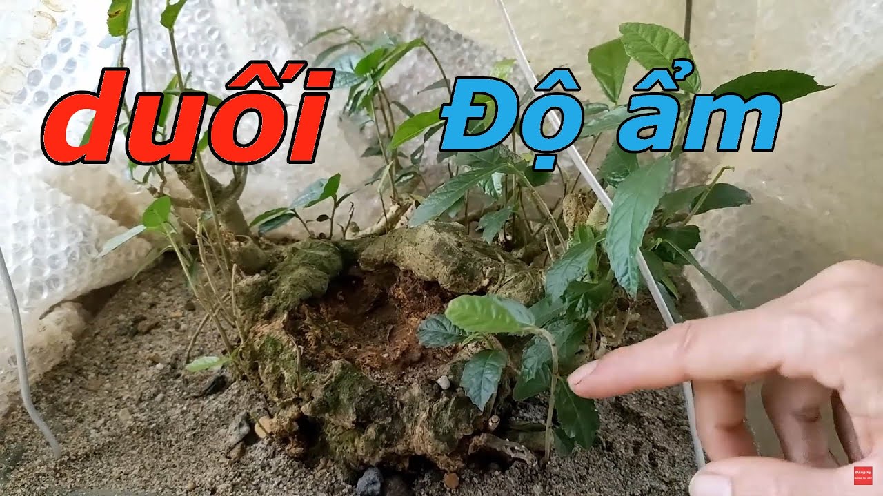 [DUỐI] #57 KIỂM SOÁT ĐỘ ẨM CHO PHÔI DUỐI TRONG QUÁ TRÌNH GIÂM Ủ #cayduoi #0353541881