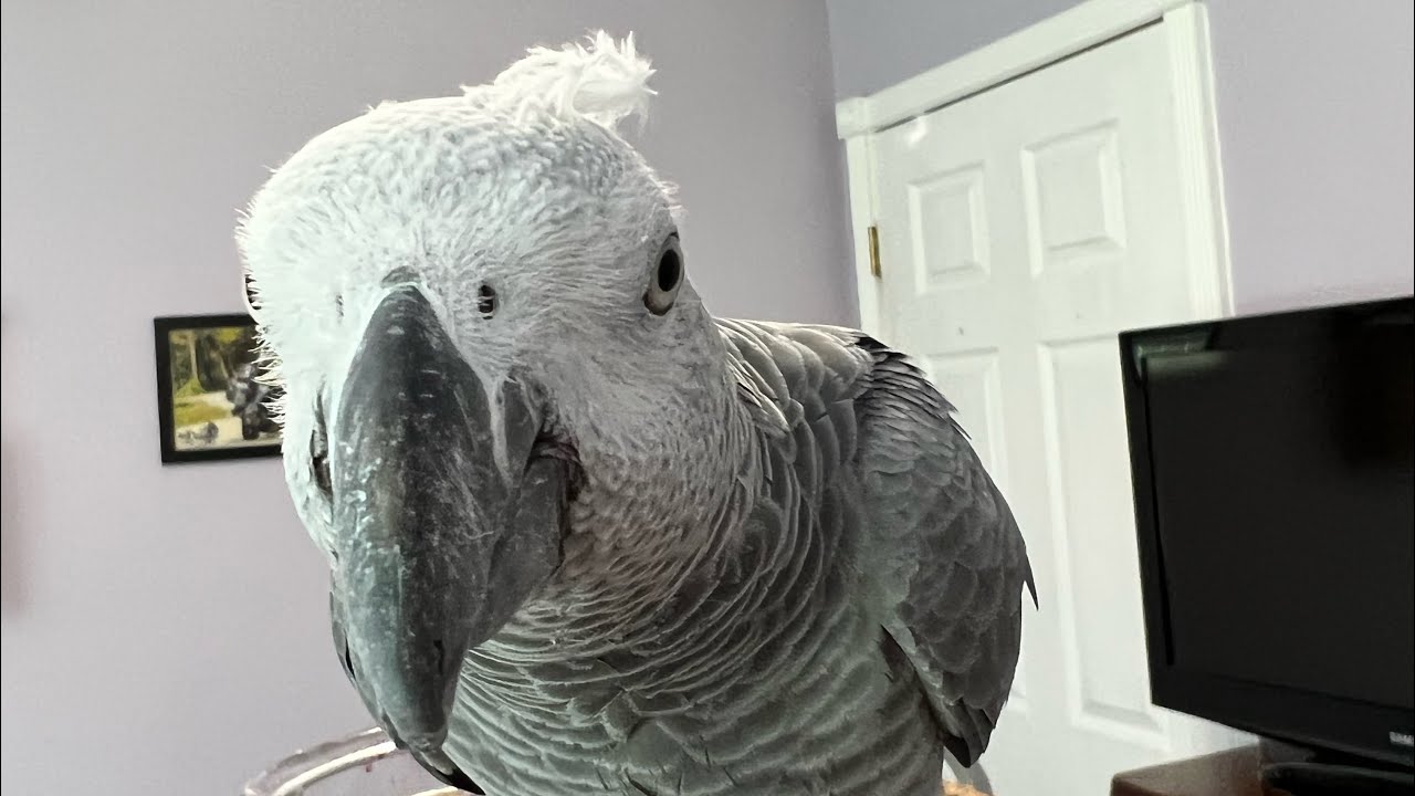Symon the Congo African Grey Talking Parrot is super chatty today💕