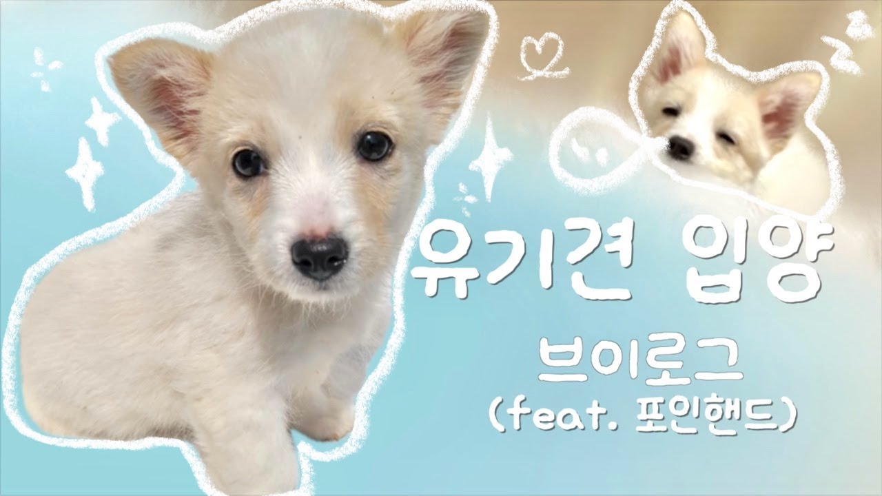 우리집에 강아지가 왔다 | 유기견 입양 | 포인핸드 입양