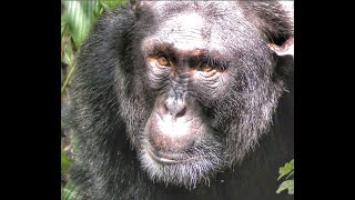 Travel vlog - Encountering Chimpanzees In The Wild: A Rare And Amazing Experience | NicholasDaines.com