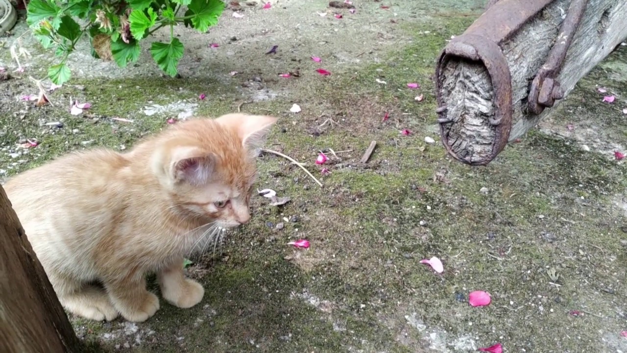 ¿ Conocéis a Tigre🐈?, nuestro gatito juguetón de 1 mes ►| #gatitos naturaleza definicion