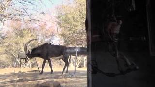 Sable Bow Hunt in south Afrca with Spiral Horn Safaris