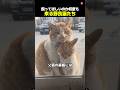 下僕を選んだ野良猫たち