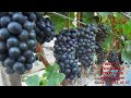 WINOROŚL - Prowadzenie winorośli  HISTORIA KRZEWU Pinot Noir (cz I odc 1) 2018 03 06 Winnica Cisowa