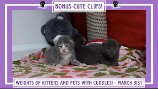 Weights of Kittens and Pets With Cuddles!  March 31st  Bonus Cute Clips!