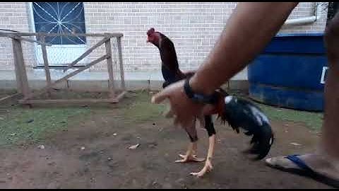 Treinamento pro galo entrar em forma rápido