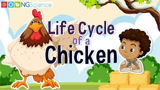 Can you name the stages of the life cycle?