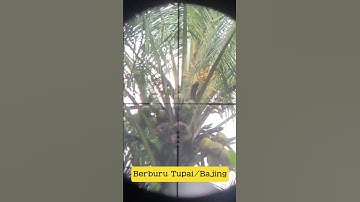 Berburu Tupai/Bajing #burung #hunting #sniper