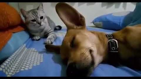 Chien qui pète en dormant réaction surprenante
