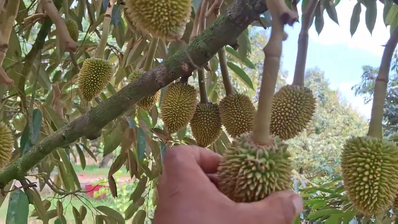 26 มกราคม 2569 แนวทางบริหารจัดการทุเรียนหนามจีบที่หัวลูกทุเรียนหมอนทอง