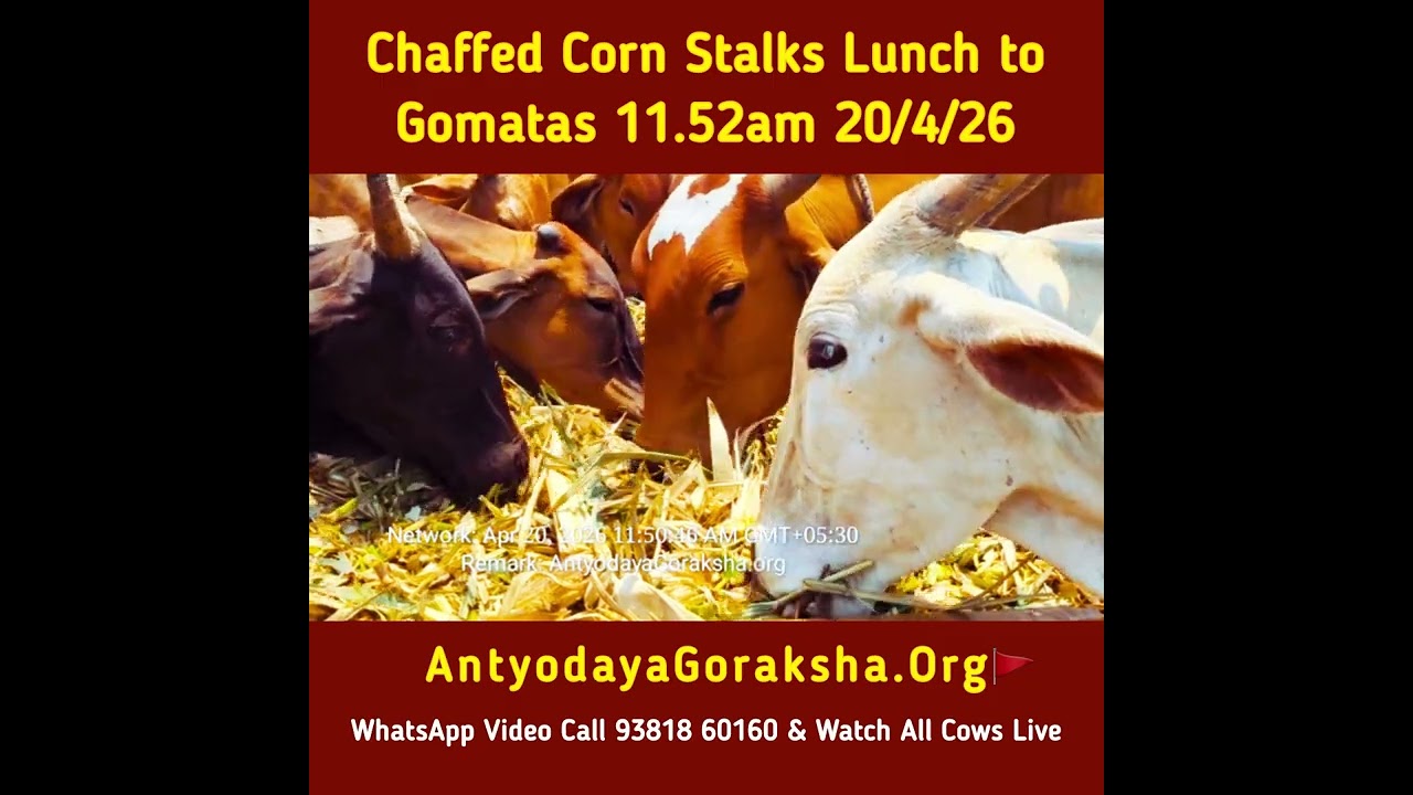 [20 Apr 2026] Green Grass Lunch