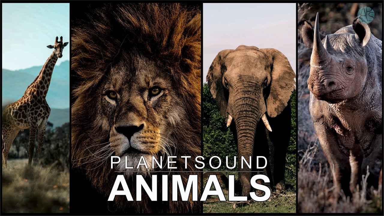 Best of African Animals YouTube