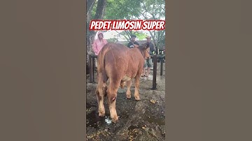 pedet limosin super di pasar hewan glenmore