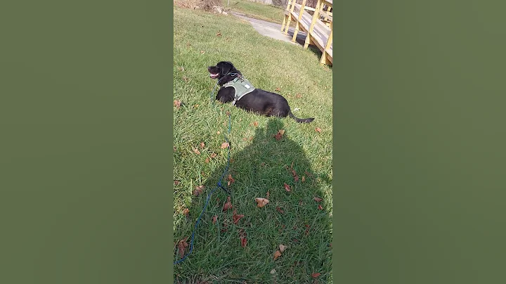 Please check out my life history #love #dog  #fundme #gofundme #puppy #dogs #us #donation #usa #us