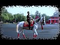 Jorawar – The Majestic IMA Horse | Last POP Walk at Indian Military Academy Dehradun 2025