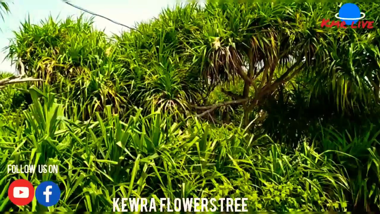 Kewra Flower Tree #Pandanus - YouTube