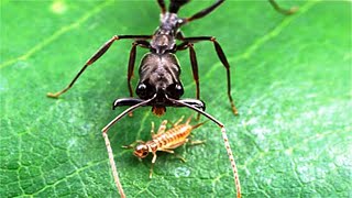 10  Craziest Ant Species In The World by ZoneA 1,102 views 3 weeks ago 12 minutes, 28 seconds