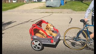 Bike Trailer Training with a Dog