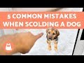 5 Common Mistakes When Scolding a Dog 5 Common Mistakes When Scolding a Dog