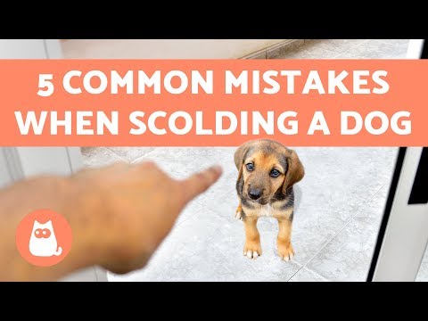 5 Common Mistakes When Scolding a Dog