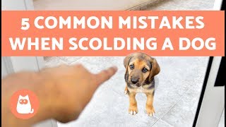 5 Common Mistakes When Scolding a Dog