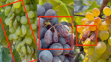 Grapes Diseases | Botrytis Rot / Gray Mould | Farming Inspirations