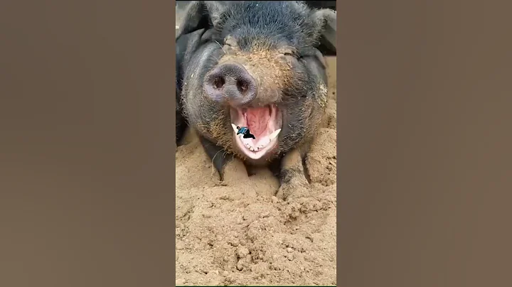 funny pig 🐖 vfx video|@vfxhd #short