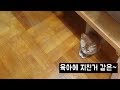 길고양이 육남매 육아~ 이게 현실인가?