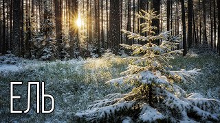 Spruce: A symbol of Christmas and New Year | Interesting facts about spruce