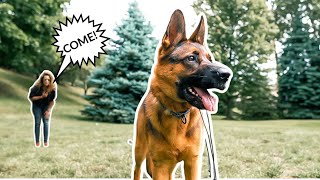 YOUR DOG NOT COMING WHEN CALLED? HOW TO CORRECT YOUR DOG OFF LEASH!