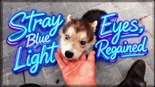 🌟 Rescued A Blind Pup On A Whim—52 Days Later, It Ran & Proved Life Matters! 🐾#animals #rescue #dog