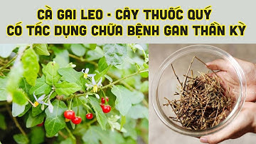 CÀ GAI LEO - CÂY THUỐC QUÝ CÓ TÁC DỤNG CHỮA BỆNH GAN THẦN KỲ