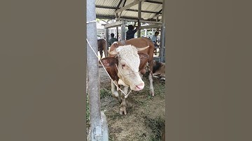 Sapi moo, suara sapi, sapi joget #shorts #cow #animals #lembu