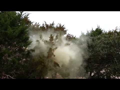 Cedar Tree Pollen cloud - ADC