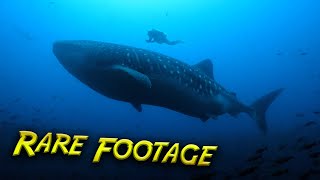 HUGE Whale Sharks at Cleaning Station! by BlueWorldTV 89,159 views 10 months ago 13 minutes, 16 seconds