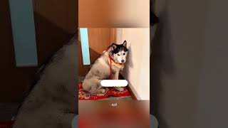 لما المقالب زادت عن حدها،رد فعله قلب الي حصل كله