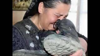 آهنگ جدید مادر ، تقدیم به تمام  مادران ستم دیده ی افغانستان