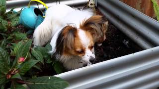 Whisper and Angel the papillons helping me with th by Narelle Robinson 11 views 9 years ago 1 minute, 10 seconds