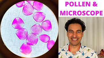 Apitherapy Pollen & Microscope - Observation & Identification
