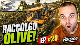 RACCOGLIAMO LE OLIVE PER FARCI OLIO DI OLIVA E SEMINIAMO ORZO - #29 FS25 ITA POLESINE