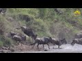 Wildebeest great migration 2020  masai mara