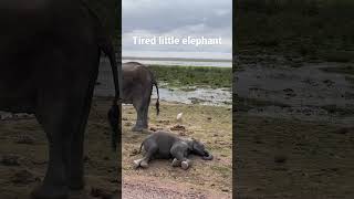 Exhausted elephant baby taking a nap while mum is watching #wildlife #safari #reels #elephants