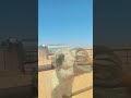 Feeding a Baby Camel with Bottle 🐪🤍 | Peaceful Quran Recitation