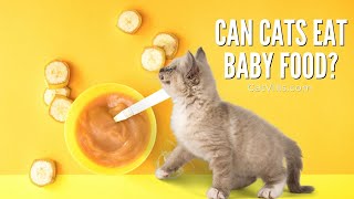 Ever Wondered If Cats Can Eat Baby Food? by Catvills 288 views 2 years ago 1 minute
