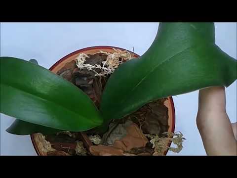 ორქიდეომანია # ორქიდეა - დახურული სისტემის მორწყვა, ნაწილი #3