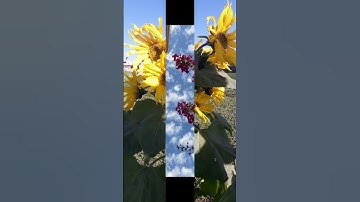 ارح قلبك دقيقه من القرآن الكريم 🎧😌