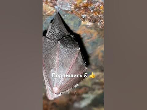 Летучая мышь спит в бункере - YouTube