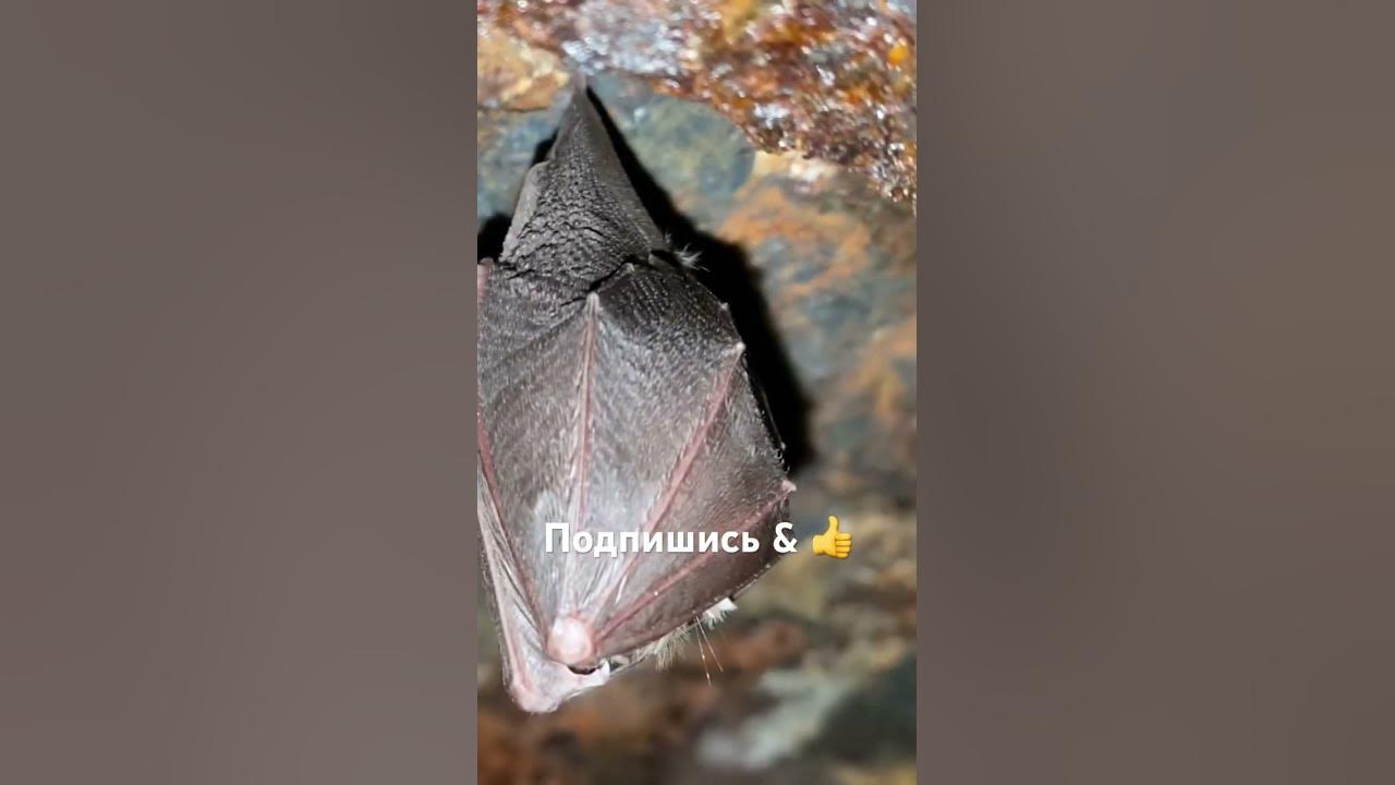 Летучая мышь спит в бункере - YouTube