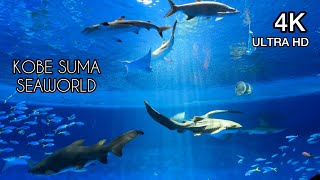 4K Kobe Suma Seaworld Aquarium Walking Tour Aqua Live Orca Dolphin