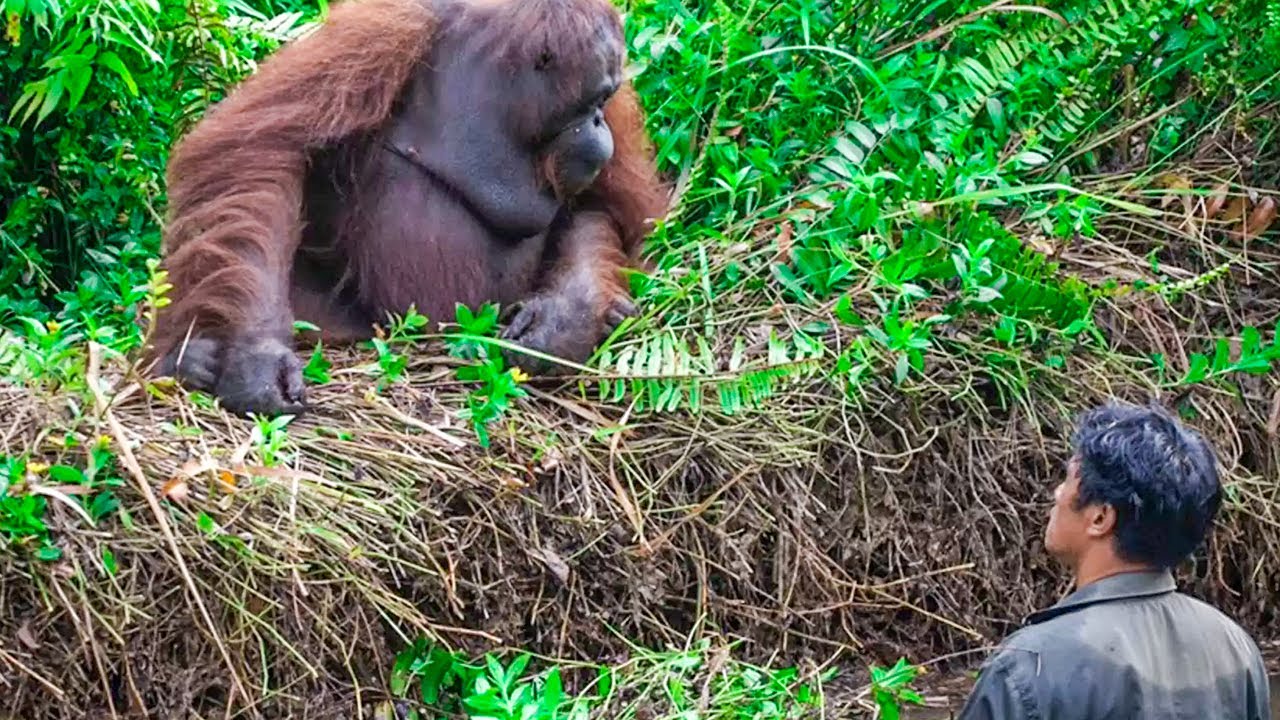 Wild Orangutan Reaches Out A Helping Hand To Man Stuck In Mud - YouTube